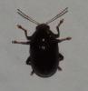 Colaspis sp.